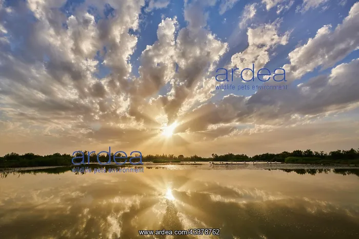 : Colored Clouds above a lake with greater Flamingo : Colored Clouds above a lake with greater Flamingo