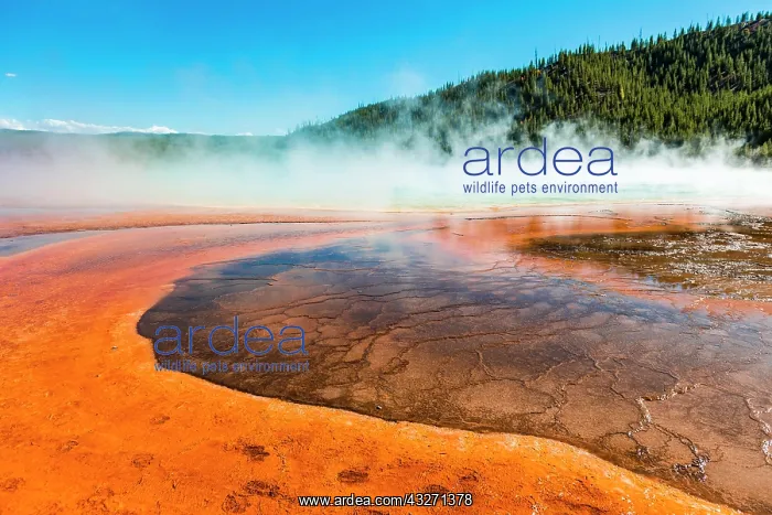 : Colored mineral deposits at the edge of the steaming : Colored mineral deposits at the edge of the steaming
