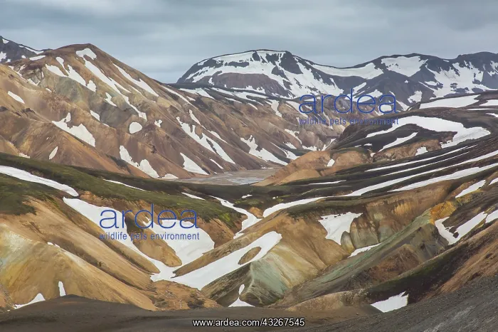 : Colored rhyolite mountains with remains of snow : Colored rhyolite mountains with remains of snow