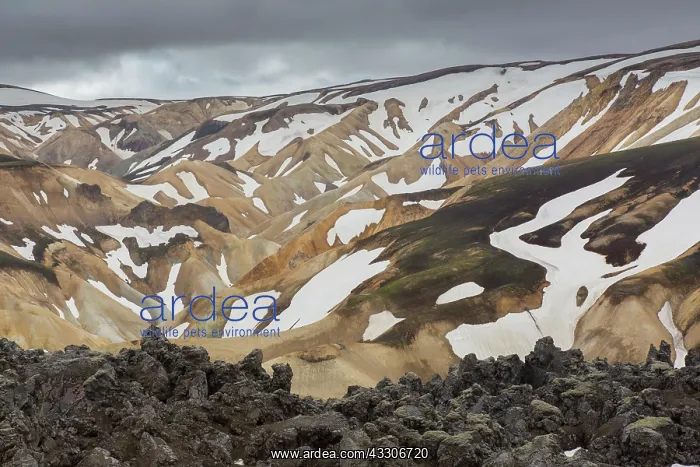 : Colored rhyolite mountains with remains of snow : Colored rhyolite mountains with remains of snow