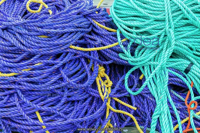: Colored rope on dock at Fisherman's Cove, Eastern Passage : Colored rope on dock at Fisherman's Cove, Eastern Passage