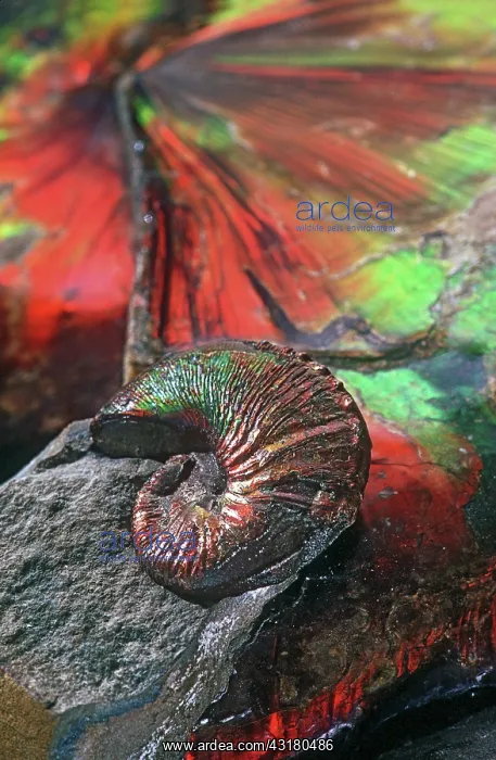  : Colorful Ammonite