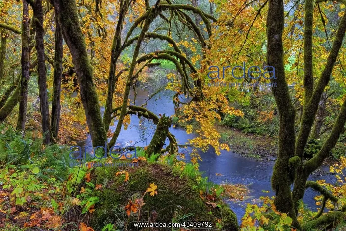 : Colorful autumn maples along Humbug Creek in Clatsop : Colorful autumn maples along Humbug Creek in Clatsop