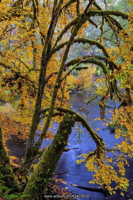 : Colorful autumn maples along Humbug Creek in Clatsop : Colorful autumn maples along Humbug Creek in Clatsop
