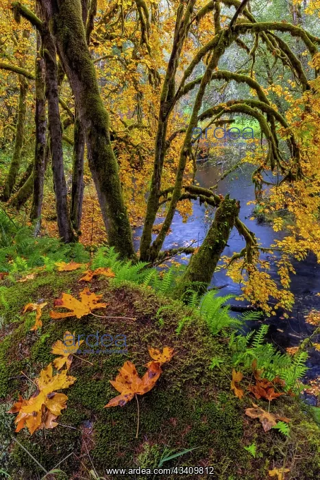: Colorful autumn maples along Humbug Creek in Clatsop : Colorful autumn maples along Humbug Creek in Clatsop