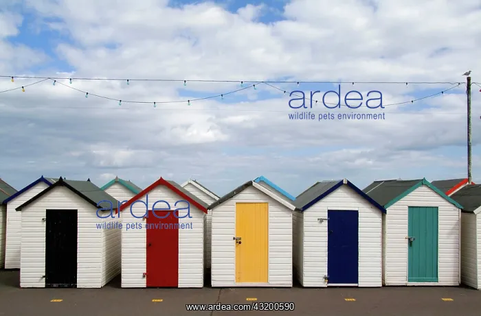 : Colorful bath houses in Paignton in England Devon : Colorful bath houses in Paignton in England Devon