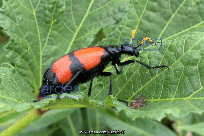 : his colorful black and orange beetle is called a carrion bee : his colorful black and orange beetle is called a carrion bee