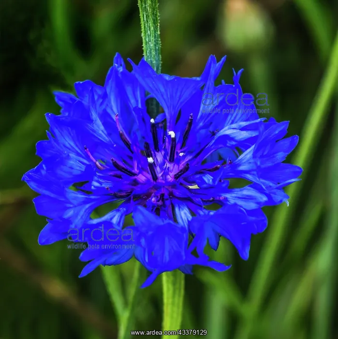 : Colorful blue Bachelor's Button Cornflower blooming : Colorful blue Bachelor's Button Cornflower blooming