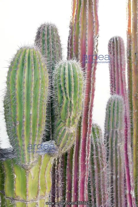 : Colorful cactus. Cabo San Lucas, Mexico : Colorful cactus. Cabo San Lucas, Mexico