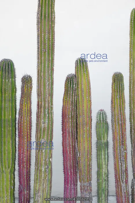 : Colorful cactus. Cabo San Lucas, Mexico : Colorful cactus. Cabo San Lucas, Mexico