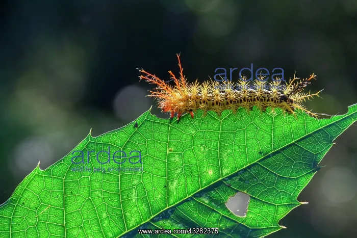 : Colorful caterpillar with spines on one leaf, Iguazu : Colorful caterpillar with spines on one leaf, Iguazu