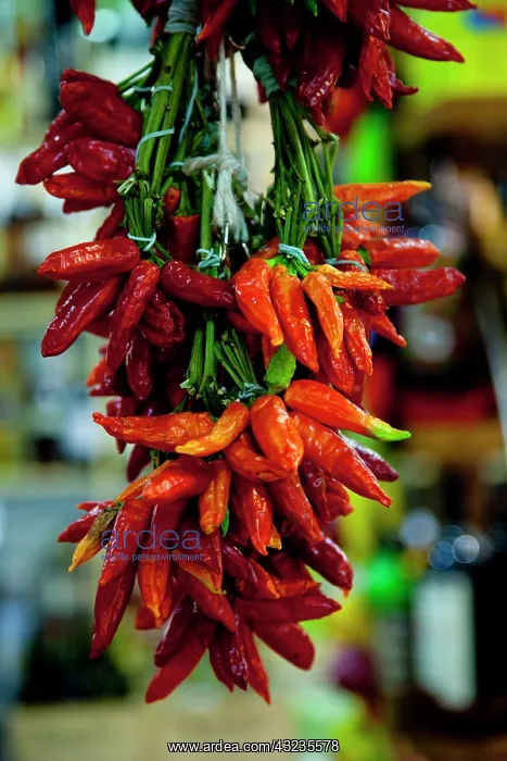 : Colorful chilies hang in a market in Florence : Colorful chilies hang in a market in Florence