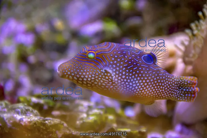 : Colorful dotted pufferfish in natural ambiance : Colorful dotted pufferfish in natural ambiance