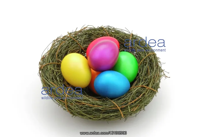 : Colorful Easter eggs in Easter basket : Colorful Easter eggs in Easter basket