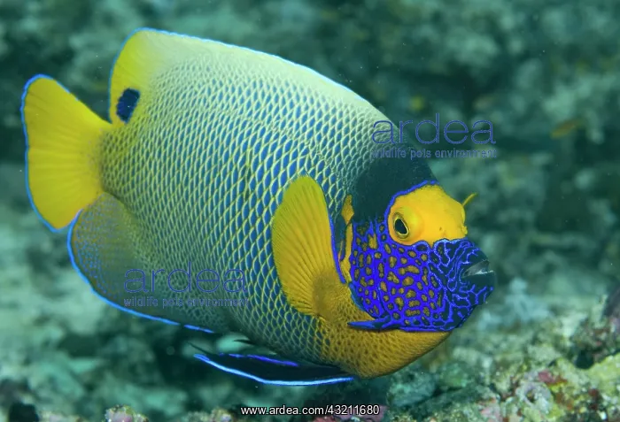 : Colorful Emperor Angelfish (Pomacanthus