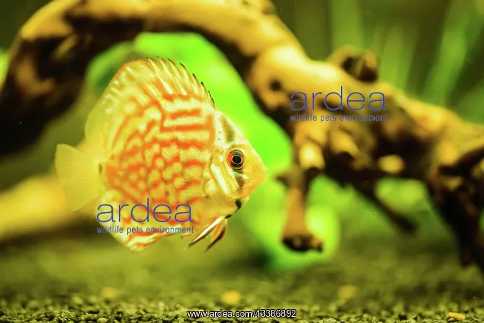 : Colorful fish from the spieces discus (Symphysodon) : Colorful fish from the spieces discus (Symphysodon)