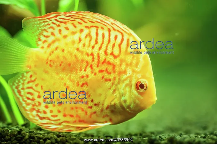 : Colorful fish from the spieces discus (Symphysodon) : Colorful fish from the spieces discus (Symphysodon)