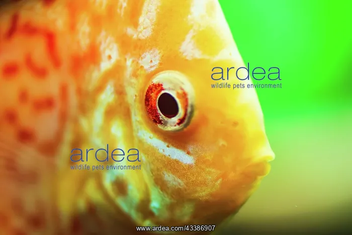 : Colorful fish from the spieces discus (Symphysodon) : Colorful fish from the spieces discus (Symphysodon)