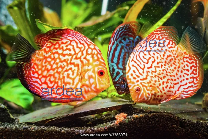 : Colorful fish from the spieces discus (Symphysodon) : Colorful fish from the spieces discus (Symphysodon)