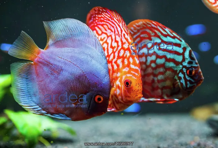 : Colorful fish from the spieces discus (Symphysodon) : Colorful fish from the spieces discus (Symphysodon)