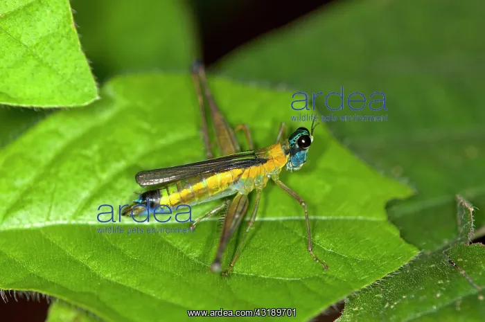 : Colorful grasshopper (Eumastax vittata napoana) : Colorful grasshopper (Eumastax vittata napoana)
