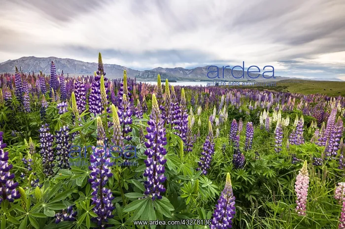 : Colorful Large-leaved lupins (Lupinus polyphyllus) : Colorful Large-leaved lupins (Lupinus polyphyllus)