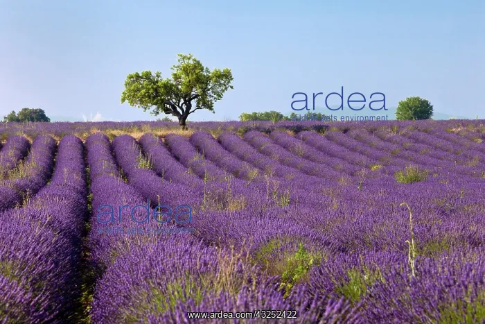 : Colorful lavender fields along the Valensole : Colorful lavender fields along the Valensole