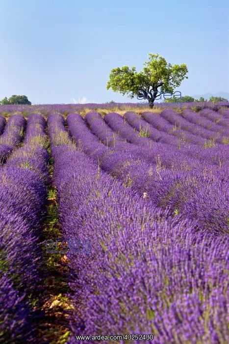 : Colorful lavender fields along the Valensole : Colorful lavender fields along the Valensole