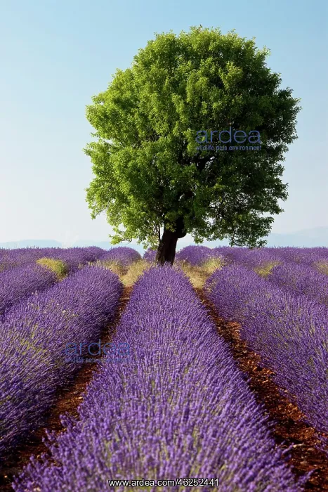 : Colorful lavender fields along the Valensole : Colorful lavender fields along the Valensole