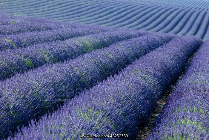 : Colorful lavender along the Valensole Plateau : Colorful lavender along the Valensole Plateau