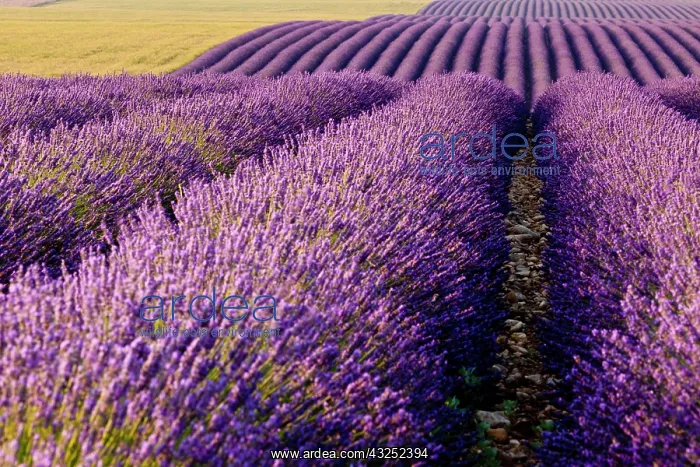 : Colorful lavender along the Valensole Plateau : Colorful lavender along the Valensole Plateau