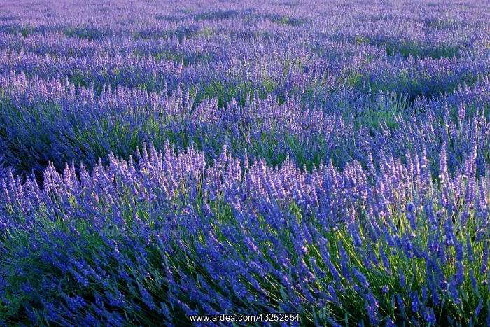 : Colorful lavender along the Valensole Plateau : Colorful lavender along the Valensole Plateau