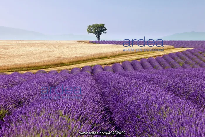 : Colorful lavender and wheat fields along : Colorful lavender and wheat fields along