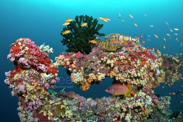 : Colorful Marine Sponges and Soft Corals (Dendronephthya sp) : Colorful Marine Sponges and Soft Corals (Dendronephthya sp)