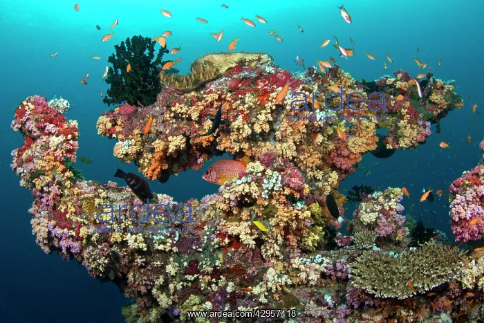 : Colorful Marine Sponges and Soft Corals (Dendronephthya sp) : Colorful Marine Sponges and Soft Corals (Dendronephthya sp)