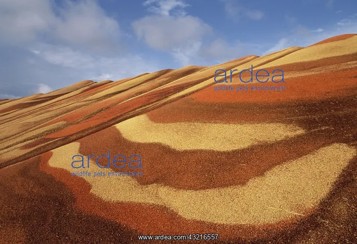 : Grain. Colorful mountains of milo grain are readied for storage. Alma, Nebraska : Grain. Colorful mountains of milo grain are readied for storage. Alma, Nebraska