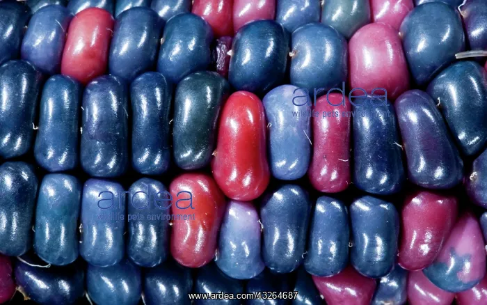 : Colorful painted Native American corn (Zea : Colorful painted Native American corn (Zea