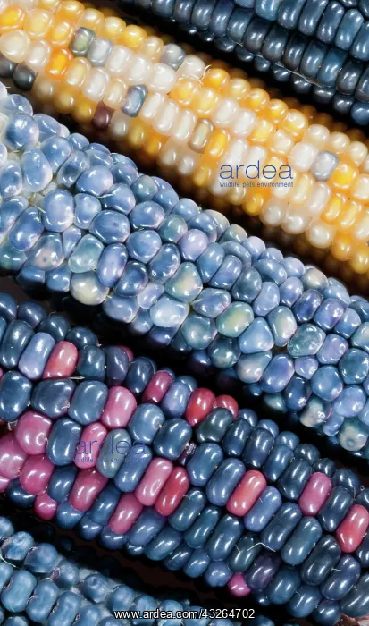 : Colorful painted Native American corn (Zea : Colorful painted Native American corn (Zea