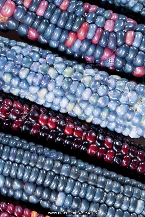 : Colorful painted Native American corn (Zea : Colorful painted Native American corn (Zea