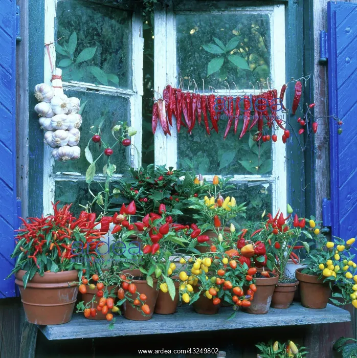 : Colorful peppers : Colorful peppers