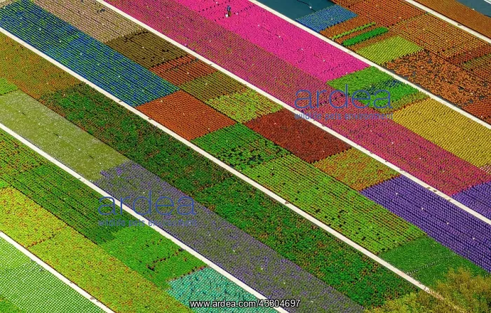 : Colorful potted plants in rows, nursery, garden : Colorful potted plants in rows, nursery, garden