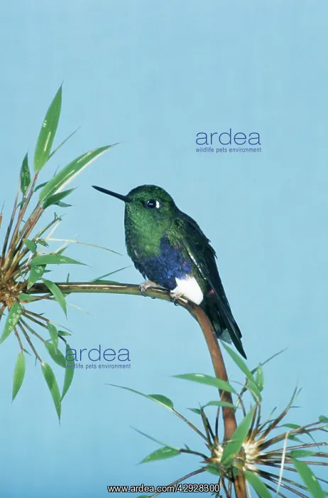 : COLORFUL PUFFLEG BIRD : COLORFUL PUFFLEG BIRD