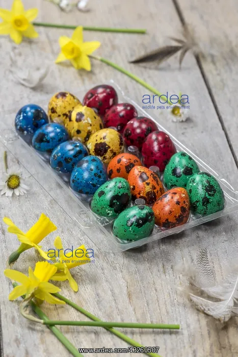 : Colorful quail eggs for Easter and daffodils : Colorful quail eggs for Easter and daffodils