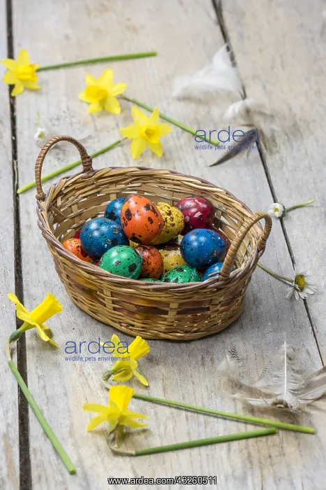 : Colorful quail eggs for Easter, in a wicker basket : Colorful quail eggs for Easter, in a wicker basket