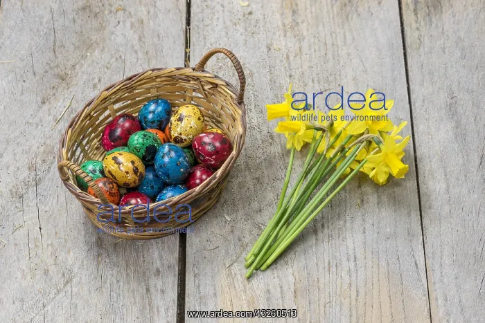 : Colorful quail eggs for Easter, in a wicker basket : Colorful quail eggs for Easter, in a wicker basket