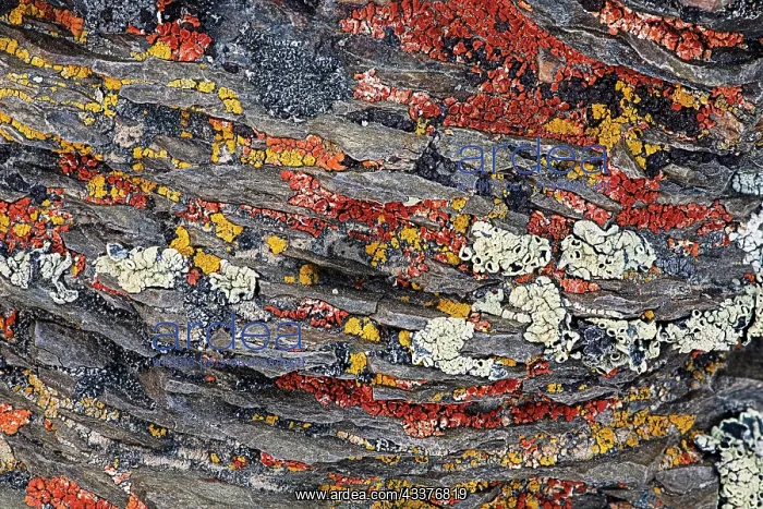 : Colorful red and yellow lichens on rocks, eastern : Colorful red and yellow lichens on rocks, eastern