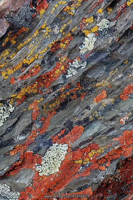 : Colorful red and yellow lichens on rocks, eastern : Colorful red and yellow lichens on rocks, eastern