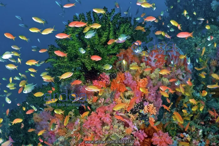 : Colorful reef scenic, Triton Bay, Fak Fak : Colorful reef scenic, Triton Bay, Fak Fak