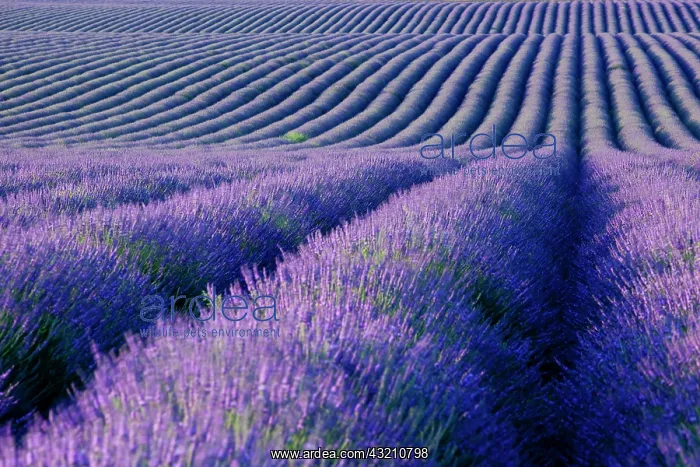: Colorful rows of Lavender along the Valensole : Colorful rows of Lavender along the Valensole