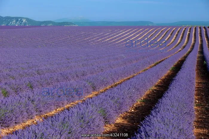 : Colorful rows of lavender along the Valensole : Colorful rows of lavender along the Valensole